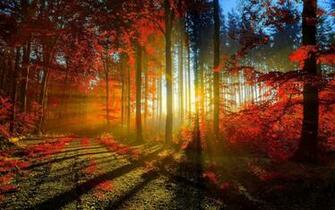 Asus Padfone Wallpaper Forest Sunset HD