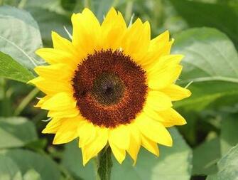 Sunflower Desktop Wallpaper Photos