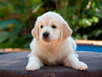 Puppy Wallpaper For Computer