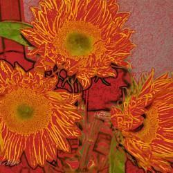 Chris Allan Photography Flowers