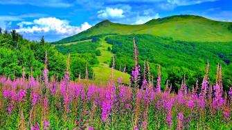 Beautiful Picturesque Scenery With Wonderful Pink Flowers Wallpaper