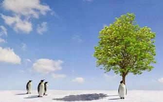 Penguin Wallpaper HD