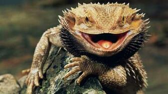Bearded Dragon Computer Wallpaper Desktop Background