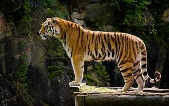 Tiger HD Wallpaper Animals Photography