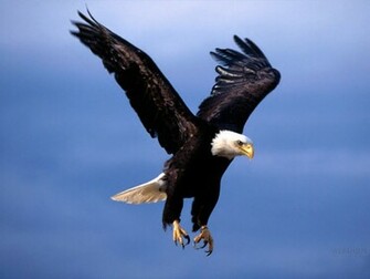 Flying Eagle Wallpaper Pixel Popular HD