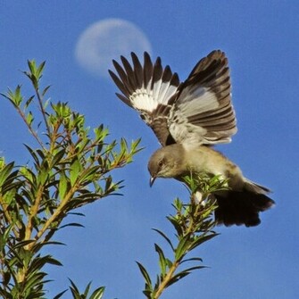 The Only Mockingbird Commonly Found In North America Is Northern