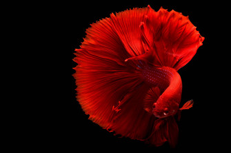 Beautiful Fish Wallpaper