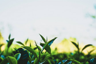 Tea Garden Wallpaper
