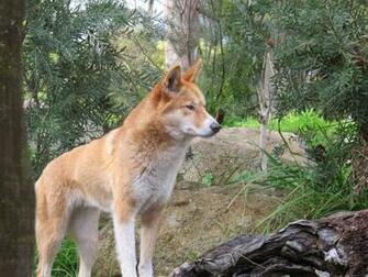 Dingo HD Desktop Wallpaper 7wallpaper Net