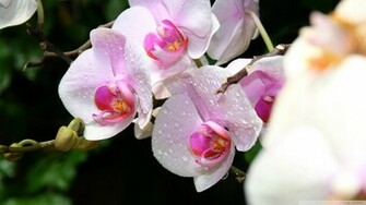 White Orchids Wallpaper