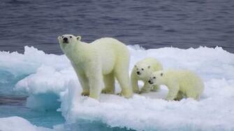 And Cubs On Iceberg Wallpaper1920x1080 Wallpaper Screensaver