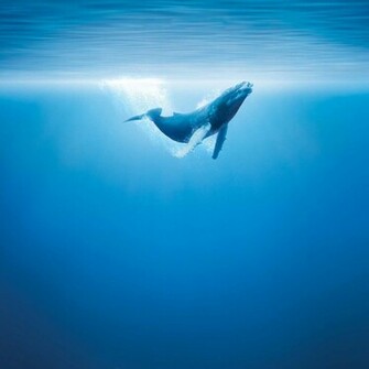 Animals iPad Wallpaper