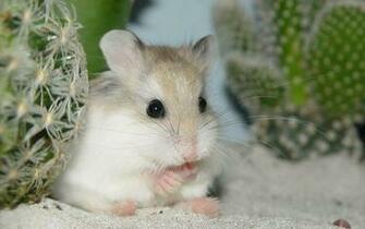 Hamster Wallpaper