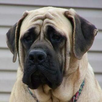 Sad English Mastiff Photo HD Wallpaper Res