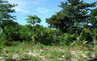 Tropical Island Nature Widescreen Desktop Background