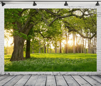 Amazon Loccor Fabric Spring Forest Backdrop Sunlight In