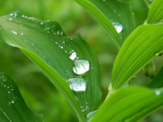 Rain Drop 4k Ultra HD Wallpaper And Image