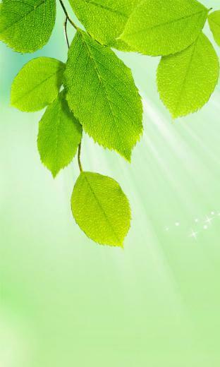 Nokia Lumia Leafs Wallpaper E Entertainment