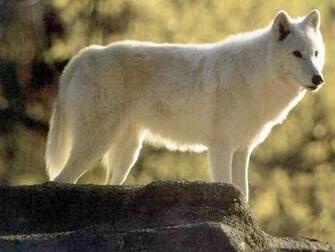 Wolfs Ever Twilight Wolves Wallpaper