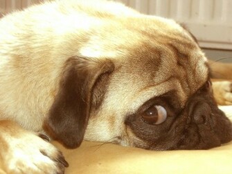 Funny Pug Dog Pic Choice Wallpaper