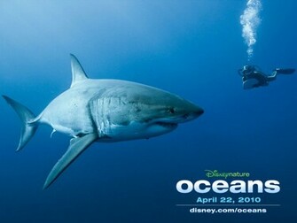 Oceans Image Great White Shark Wallpaper Photos