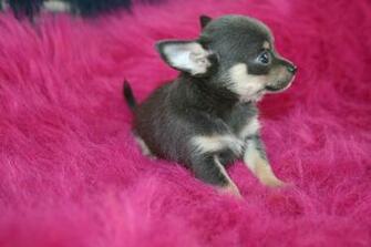 Pictures Of Chihuahua Puppies HD Wallpaper Pretty