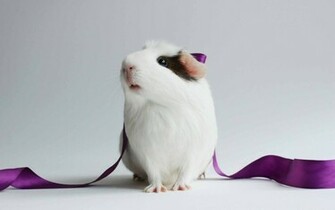 HD Wallpaper Guinea Pig
