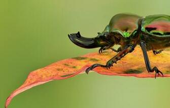 Wallpaper Macro Sheet Background Beetle Rainbow Stag