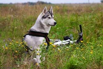 Wallpaper Flowers Bike Field Desktop