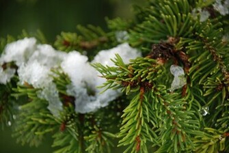 Pine Tree Wallpaper