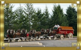 Budweiser Clydsdales Wallpaper