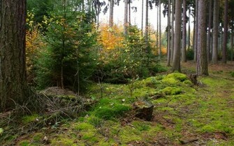 Autumn Forest Wallpaper Stock Photos