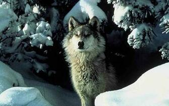 Wallpaper Wolf Pictures