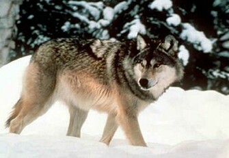 Lone Wolf Wallpaper