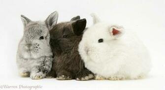Horse Of Course And Rabbits Too Cute Pictures Baby