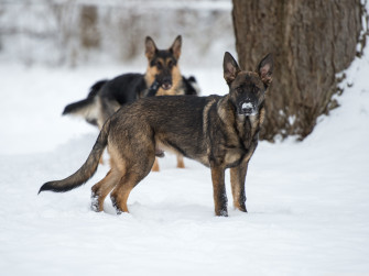 German Shepherd In Snow Ultra HD Desktop Background Wallpaper For