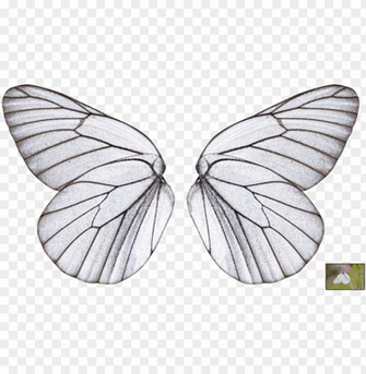 Collection Of Wings Transparent Butterfly