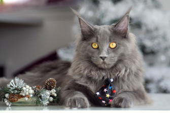 Animal Maine Coon 4k Ultra HD Wallpaper