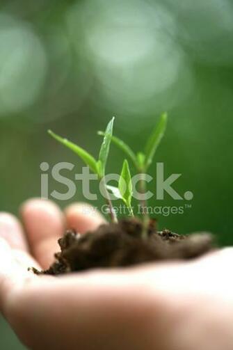 Sapling Background Stock Photos Image