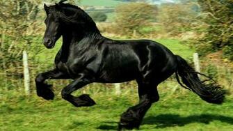 Animal HD Wallpaper Hebus Org High Definition