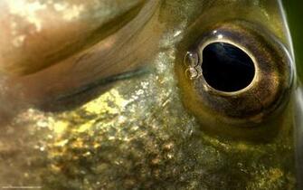 Bass Eye Jpg Right Click To Save Largemouth HD Wallpaper