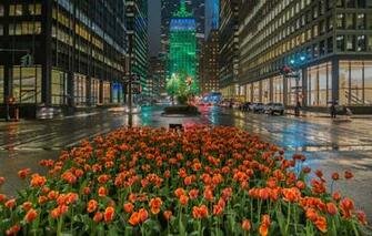 Wallpaper Flowers Street Building Home New York Manhattan
