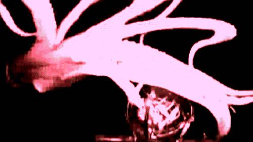 Giant Squid Wallpaper