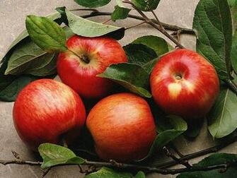 Fruit Apple Tree Wallpaper Du061