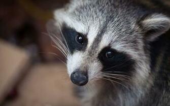 Raccoon Wallpaper