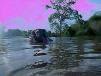 Pink Dolphin Wallpaper HD