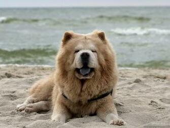 Chow Wallpaper 7c1js73 4usky