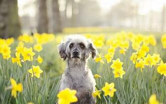 In Flowers Tune Mac Wallpaper