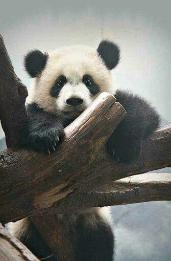 Giant Panda Desktop Wallpaper