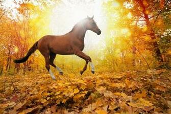 Wild Animal Wallpaper Full HDq